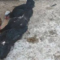 مرغ وخروس