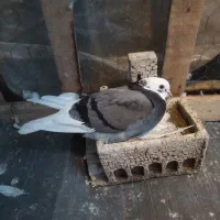 فروش یک جفت کبوتر پرشی