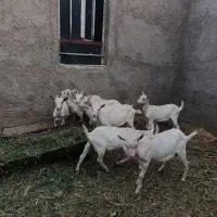 کهره نروماده سانن اصل