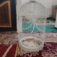 قفس