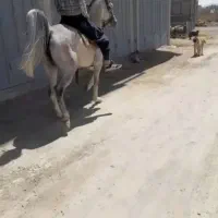 خرید فروش اسب مادیان به صورت نقدی درب منزل شما