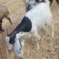 بز با بزغاله یا توشک گوسفند