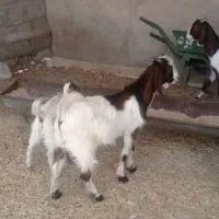کهره نر و ماده