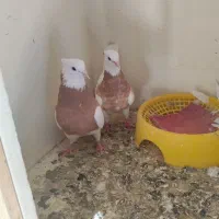 کبوتر طوقی