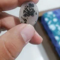شجر قائن