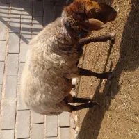 قوچ