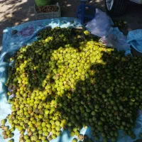 گردوی کاغذی