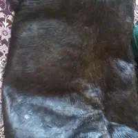 هیزه جا روغن حیوانی