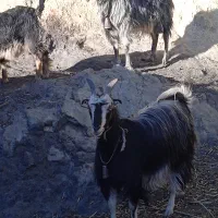 بز و بزغاله