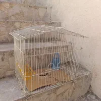 قفس فقط185