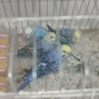 فروش مرغ عشق