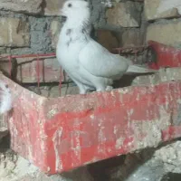 کبوتر