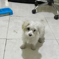 سگ پاکوتاه واگذاری