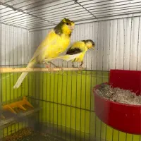قناری رسمی نر و ماده بلند