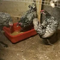 جوجه سبرایت دارم 4ماه