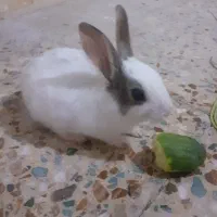 خرگوش سفید زیبا