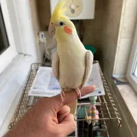 عروس هلندی نر