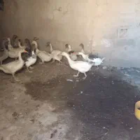 چمران