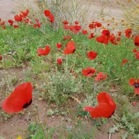 کمک به هم وطنای ایرانی