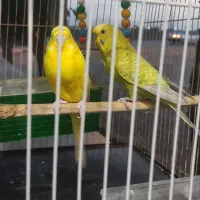 جفت مرغ عشق با قفس