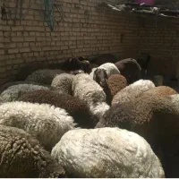 بره نر