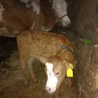 گاو گوساله سیمینتال