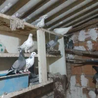 کبوتر|پرنده|گرگان, |دیوار