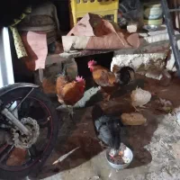 خروس جوان دوتا هستن