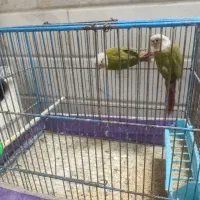 گرینچک