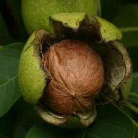 خرید و فروش گردو