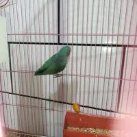 کوتوله برزیلی