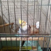 عروس هلندی نر آوازخوان