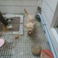 سگ پاکوتاه