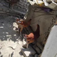 5 تا جوجه 3 روزه و دوتا جوجه سه ماه