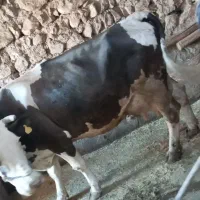 گاو شیری