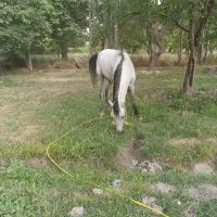 اسب نریان دره شور