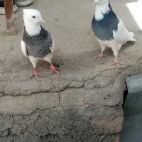 کبوتر