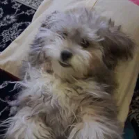 فروش و واگذاری سگ پا کوتاه خانگی