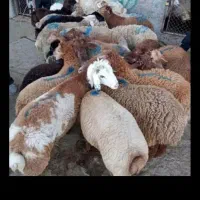 گوسفند زنده