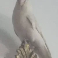 کوتله سفید خالص