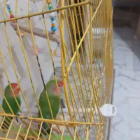 فروش پرنده