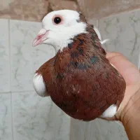 طوقی نرکلایی خال مشکی