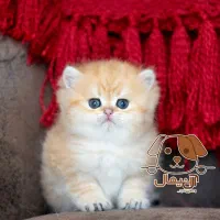 سگ پامر