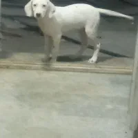 سگ دالمیشن