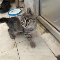 بچه گربه چشم آبی