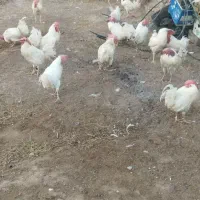 خروس سفید فروشی برای قربانی