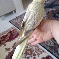 عروس هلندی جفت مولد همراه با قفس