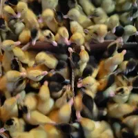 فروش عمده اردک و جوجه غاز واکسن خورده