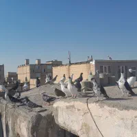 کبوتر بوم