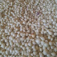 پیاز غده ی مینروا
